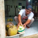 Seorang pedagang kelapa kopyor di Desa Ngagel Dukuhseti Pati sedang mengemas buah kelapa kopyor untuk dijual