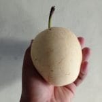 Buah pir segar