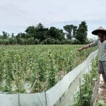 Nestapa Petani di Pati, Jelang Panen Padi dan Melon Malah Kebanjiran
