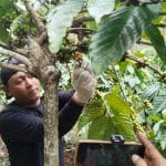 Petani Kopi di Pati Panen Dini Demi Kejar Harga Tinggi