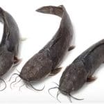 Ilustrasi ikan lele