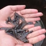 Ilustrasi benih ikan lele berkualitas.