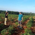 Harga Ketela Anjlok, Ketua Komisi B DPRD Pati Desak Pemkab Ambil Tindakan