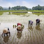 Apresiasi Penurunan Harga Pupuk, DPRD Pati : Ini Dukungan Nyata untuk Petani