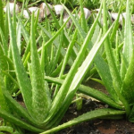 Cara Merawat Rambut dengan Lidah Buaya agar Tetap Sehat dan Berkilau