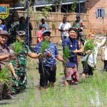 Tanam Padi Serentak di Kudus Dukung Swasembada Pangan Nasional