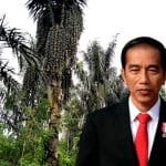 Mantan Presiden Jokowi Bakal ke Pati, Dukung Pemanfaatan Lahan Hutan Sosial untuk Pohon Gula Aren