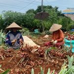 Petani Empon-empon di Kudus Tetap Bertahan di Tengah Lesunya Pasar