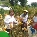 Potensi Agro Wisata Desa Terban Terhambat Jalan Rusak