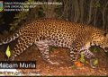 Gambar macan tutul jawa di Gunung Muria dokumentasi Pemkab Kudus.