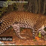 Gambar macan tutul jawa di Gunung Muria dokumentasi Pemkab Kudus.