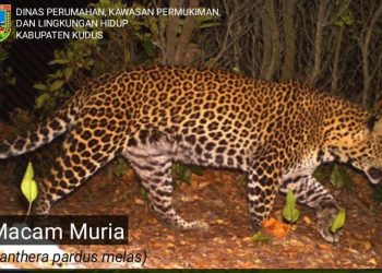 Gambar macan tutul jawa di Gunung Muria dokumentasi Pemkab Kudus.