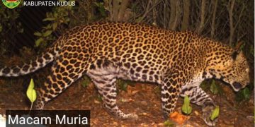Gambar macan tutul jawa di Gunung Muria dokumentasi Pemkab Kudus.