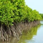 DPRD Pati Dorong Pelestarian Mangrove untuk Lindungi Masyarakat Pesisir