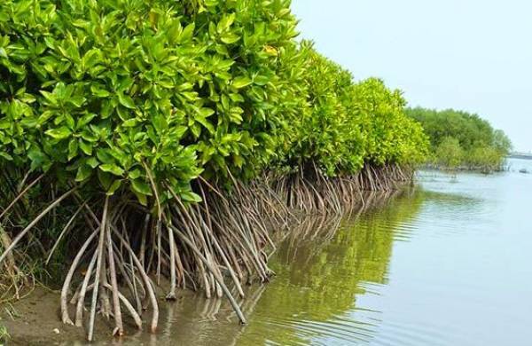 DPRD Pati Dorong Pelestarian Mangrove untuk Lindungi Masyarakat Pesisir