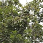 DPRD Pati : Perhutanan Sosial Bernilai Ekonomi dan Lingkungan