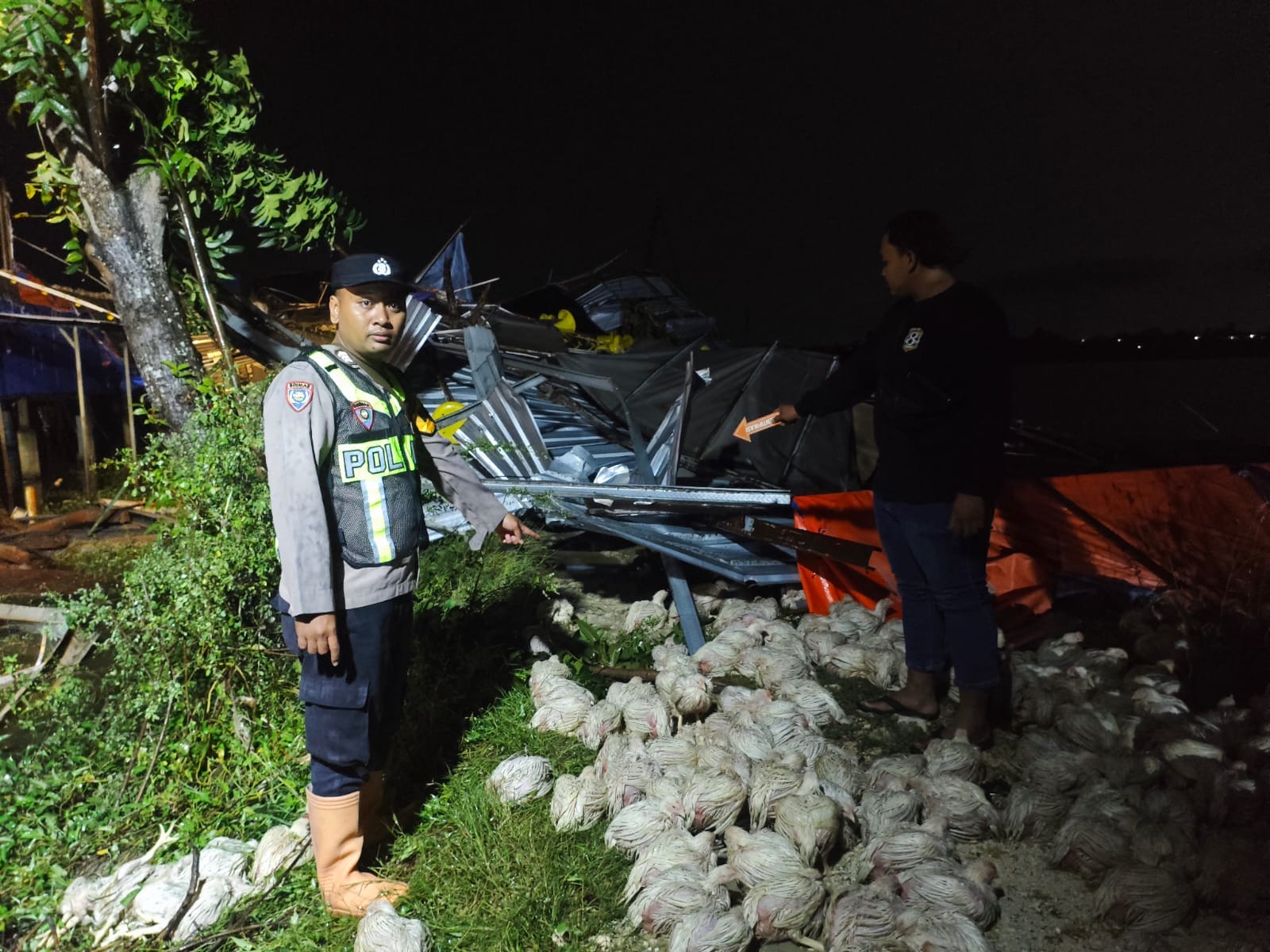 Angin Puting Beliung Terjang Sukolilo, 4 Kandang Ayam Ambruk dan 30 Ribu Ternak Terdampak