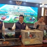 Ungkap Jalur Peredaran dari Papua, Polda Jateng Selamatkan 18 Burung Kasturi Kepala Hitam di Juwana