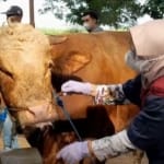 Sambut Idul Adha, DPRD Pati Minta Pengawasan Hewan Kurban Diperketat