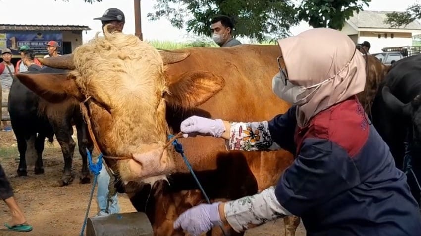 Sambut Idul Adha, DPRD Pati Minta Pengawasan Hewan Kurban Diperketat